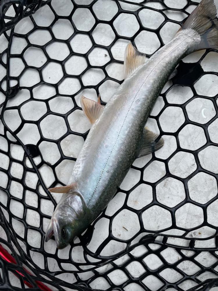 然別湖釣行2日目