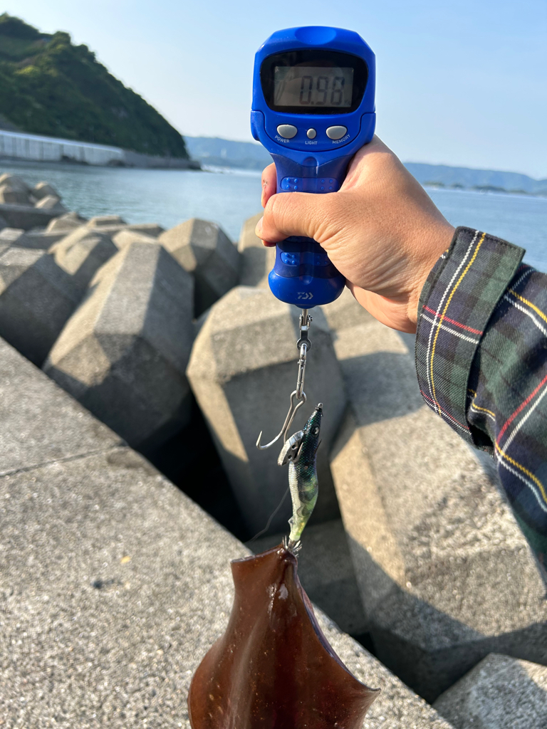 エギング絶好調