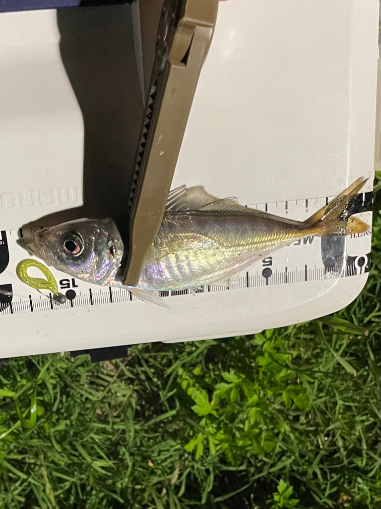 ジグ単deアジング…濁ってました。