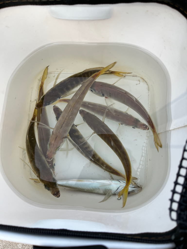 朝マズメ狙い②