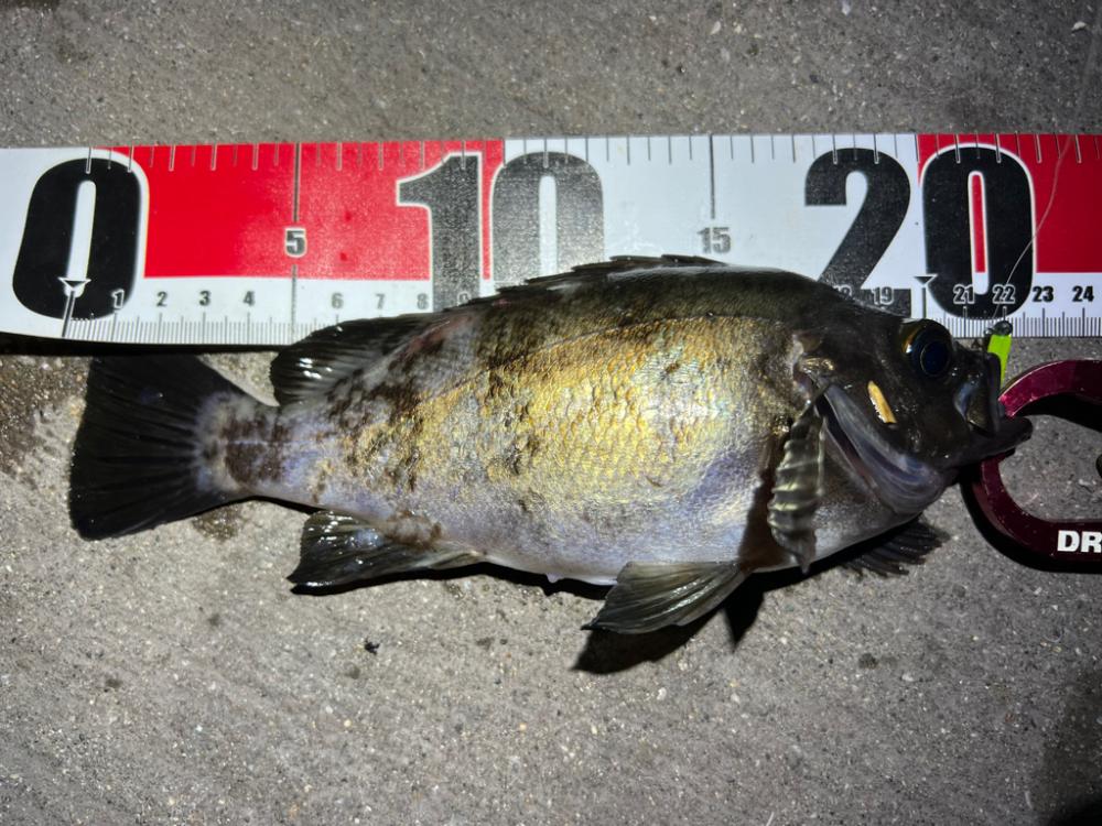 メバルを探して三千里 Vol.9