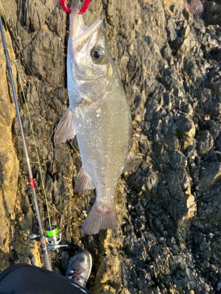 磯ヒラちゃんお久しぶり〜。