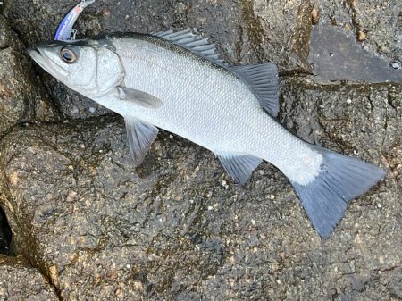 2度あることは3度あった〜