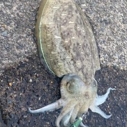 春はマッディキング！！