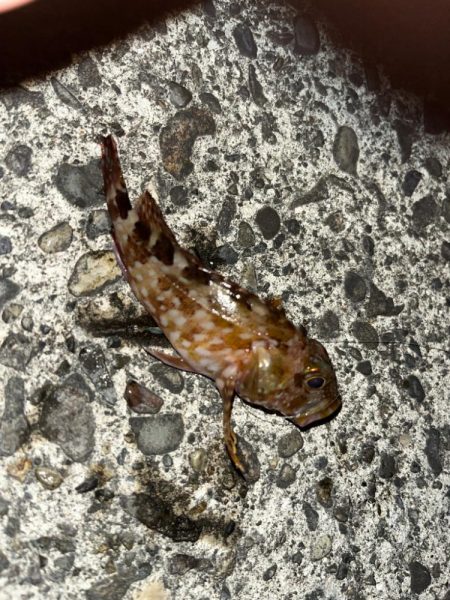 超スキマ時間釣行