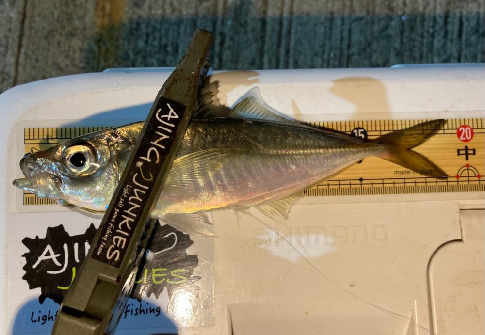 GW夜な夜なアジング