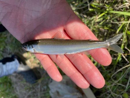 小鮎釣り