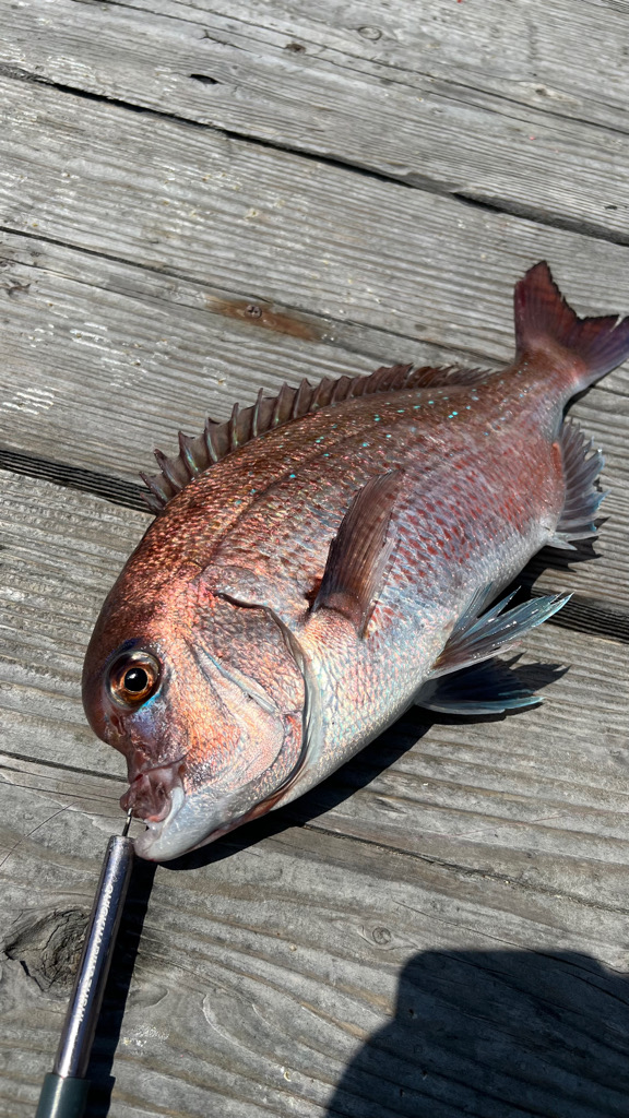 久しぶりの水宝