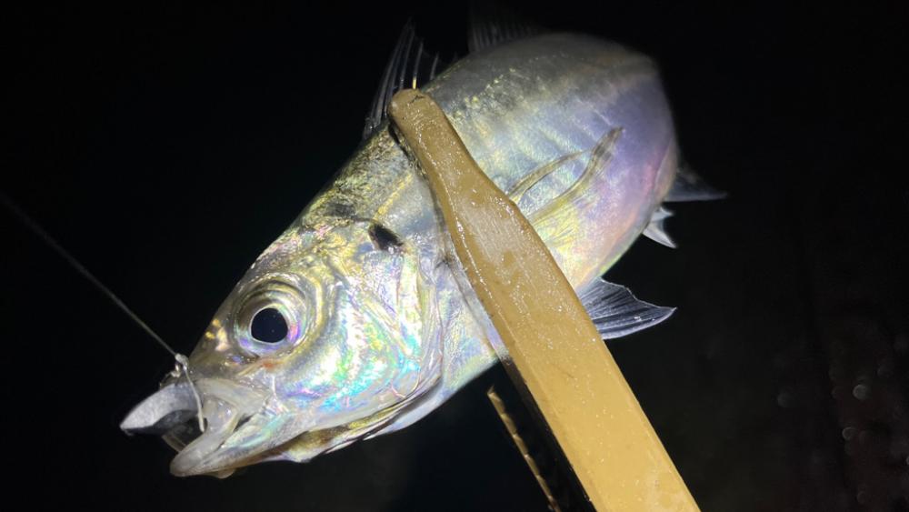 風＋大荒れの海