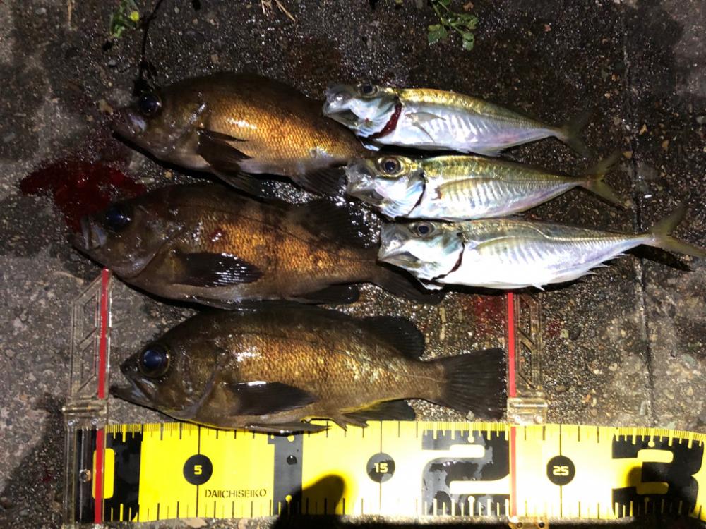 メバリング&アジング