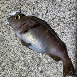 安定のガヤリング