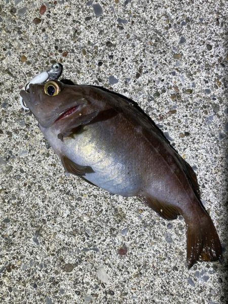 安定のガヤリング