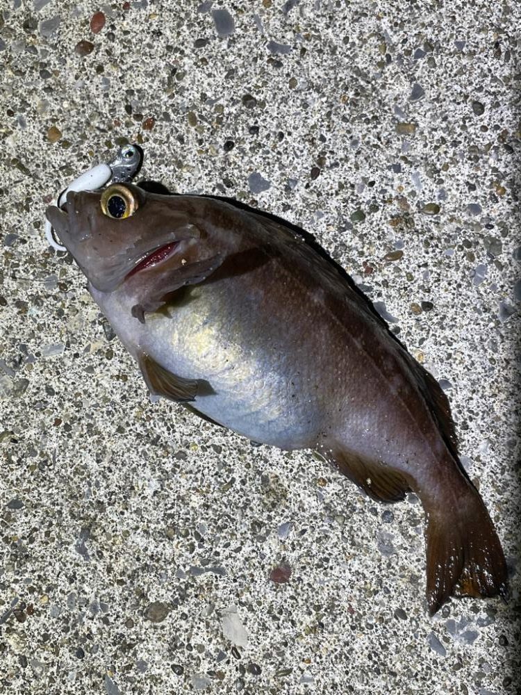 安定のガヤリング