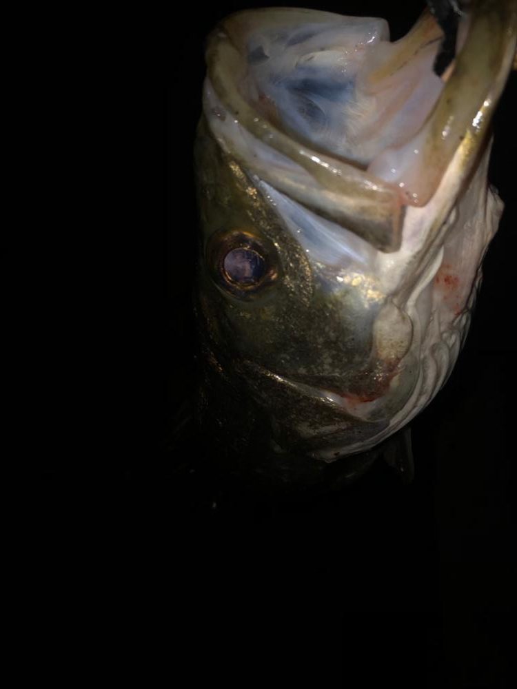 青物やめてシーバスに