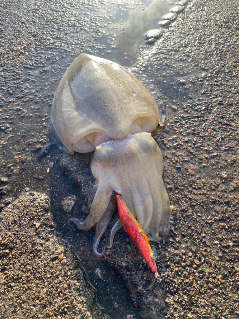 カミナリコウイカ