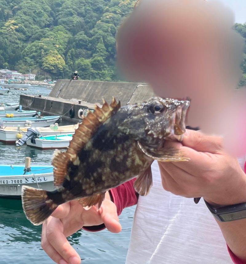 カサゴ　シロギス