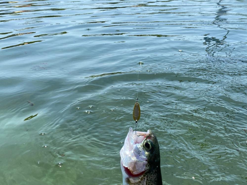 かめプー　魚はまだ沢山います。