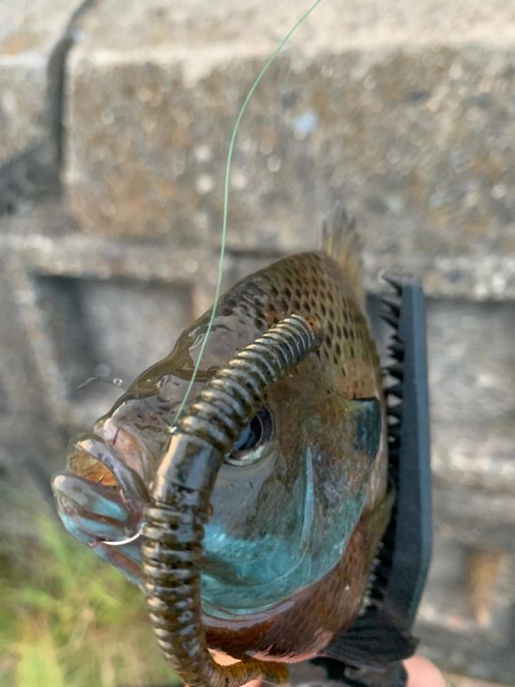 滋賀の初釣果・・・