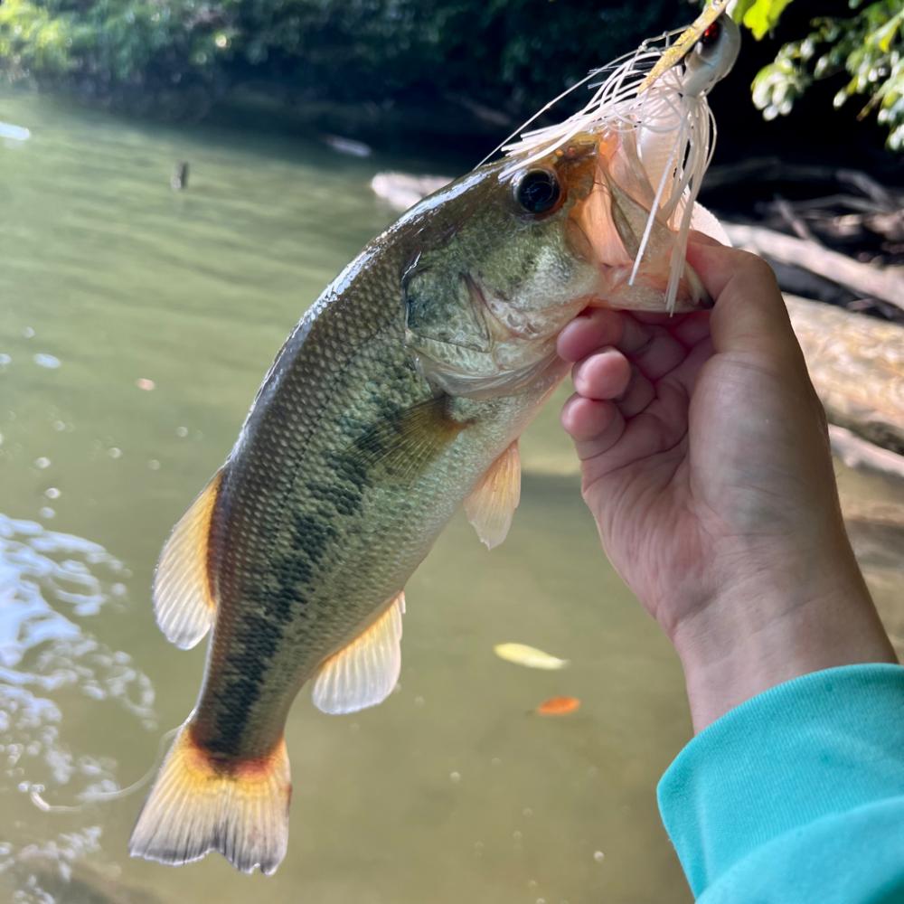 シャローフラット⚡️
