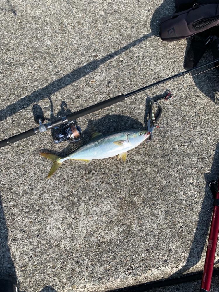 やっとのハマチ