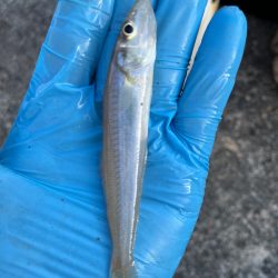 今年の初キス釣り