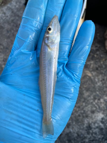 今年の初キス釣り