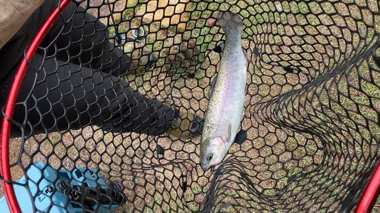 激シブ雨トラウト