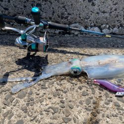 初めての平戸でエギング