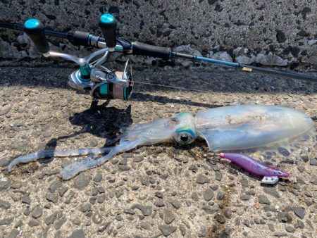 初めての平戸でエギング