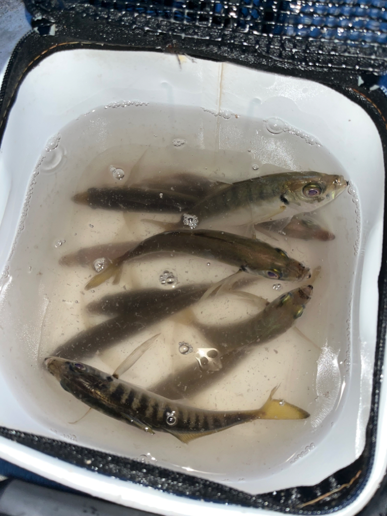 朝マズメ狙い③