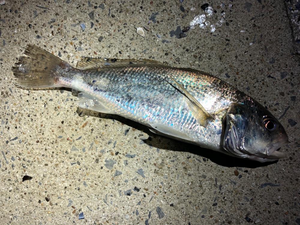 久しぶりの餌釣り♪