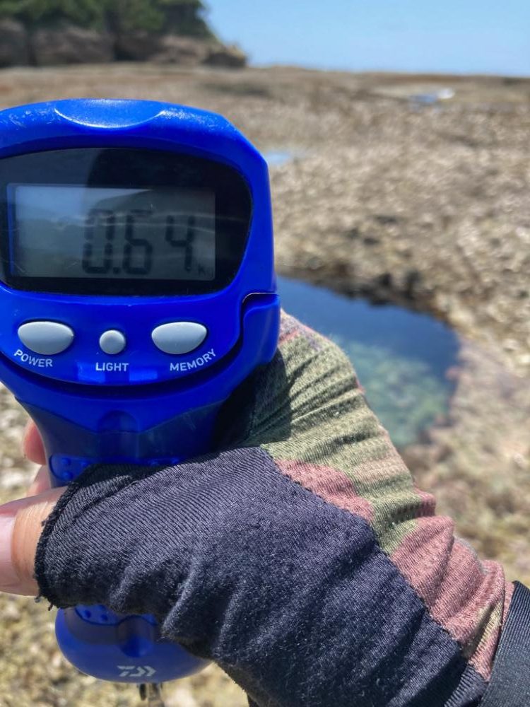 え！もう夏イカ　春イカどこ行ったー