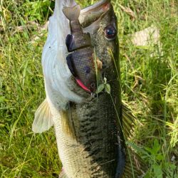 ギルパターンの季節