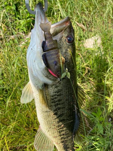 ギルパターンの季節