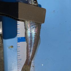 のんびりキス釣り