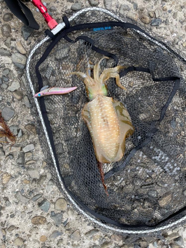 キロオーバー1150