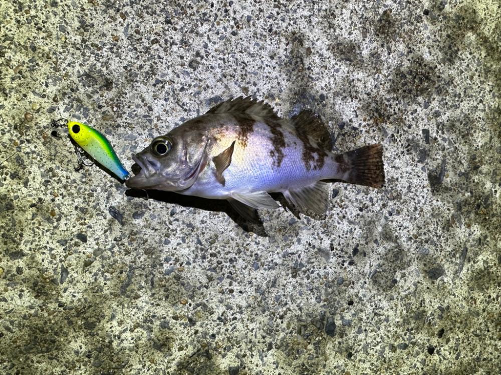 常夜灯フィッシング