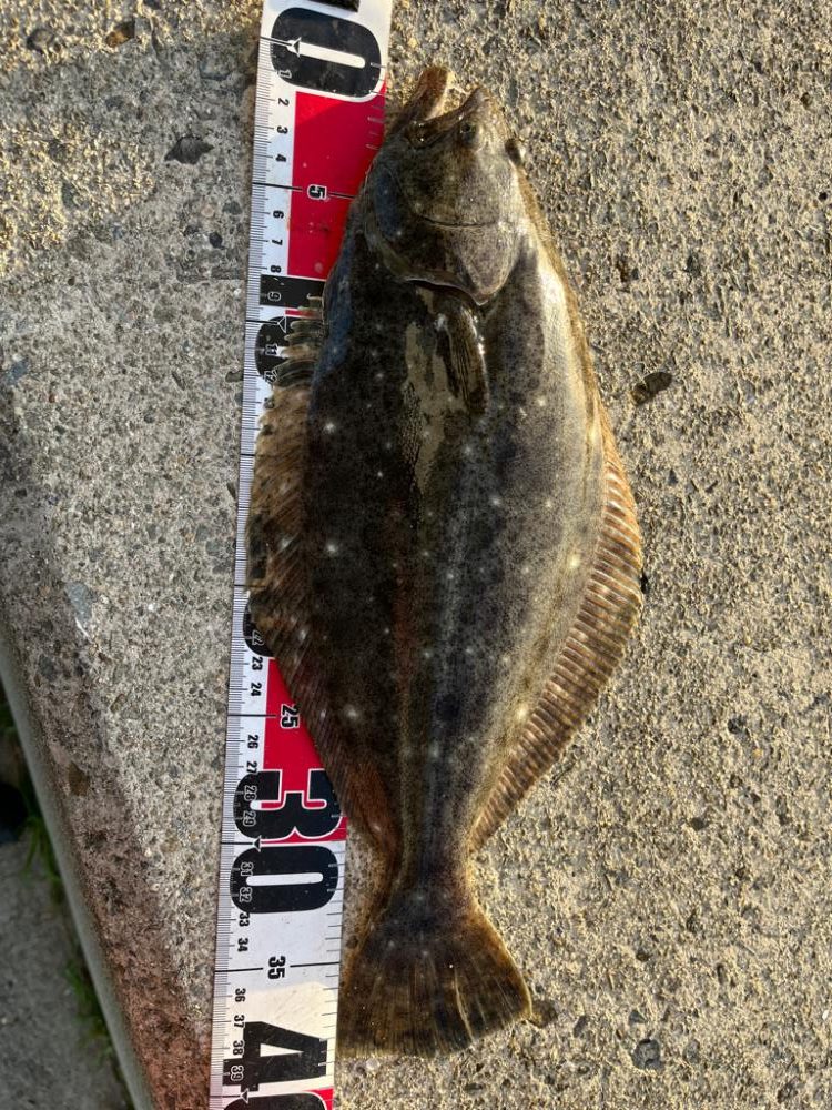 フラットフィッシュ！