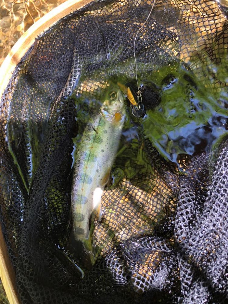 今年2回目　渓流ルアー