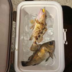 アジングしてるのに・・・