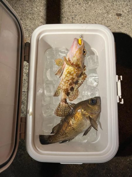 アジングしてるのに・・・