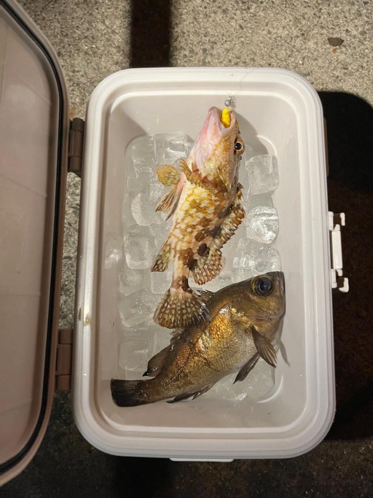 アジングしてるのに・・・