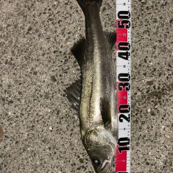 シーバスゲーム