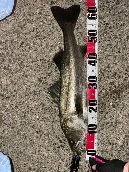 シーバスゲーム