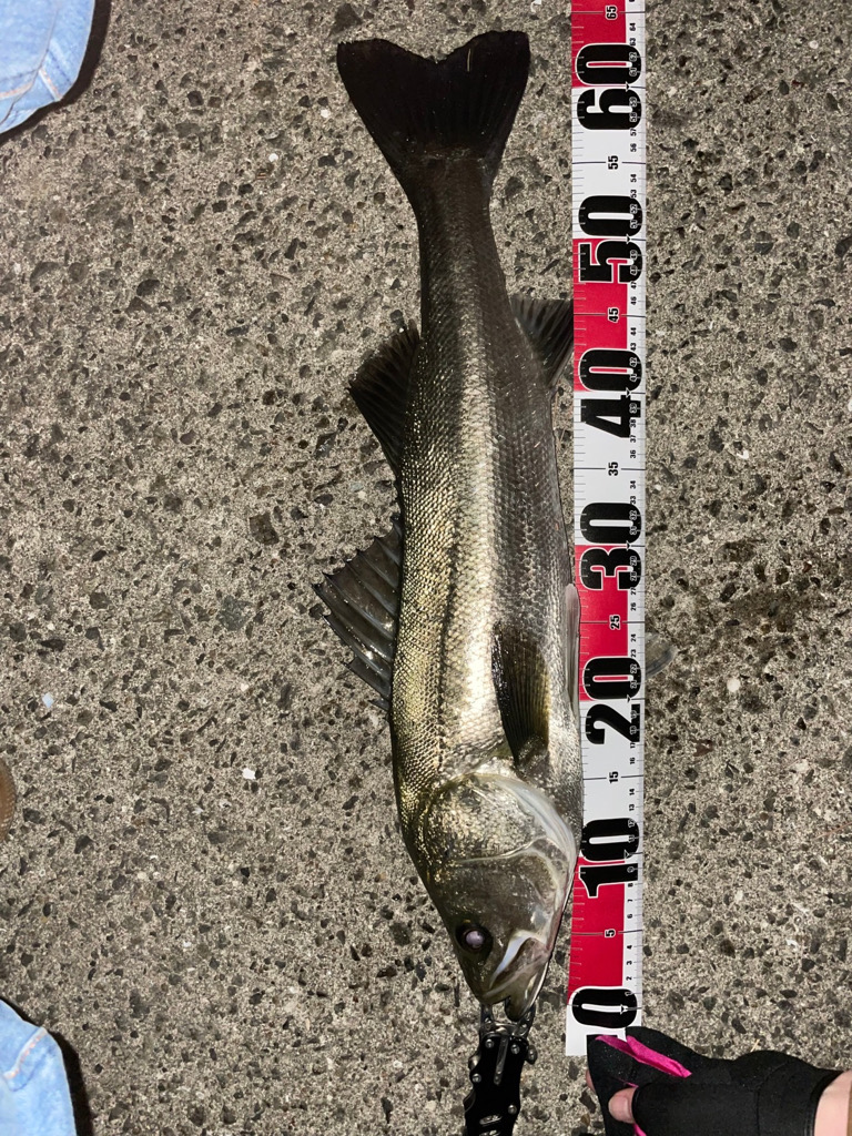 シーバスゲーム