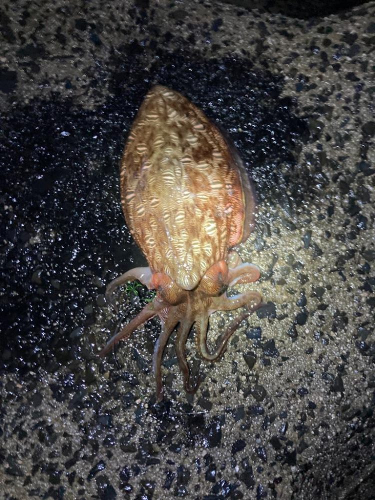 アオリイカ2kgオーバー