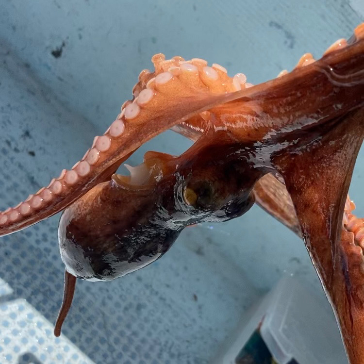 船タコ涙の開幕ならず