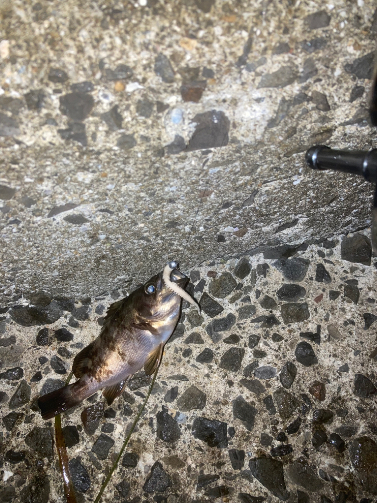 ご近所メバリング