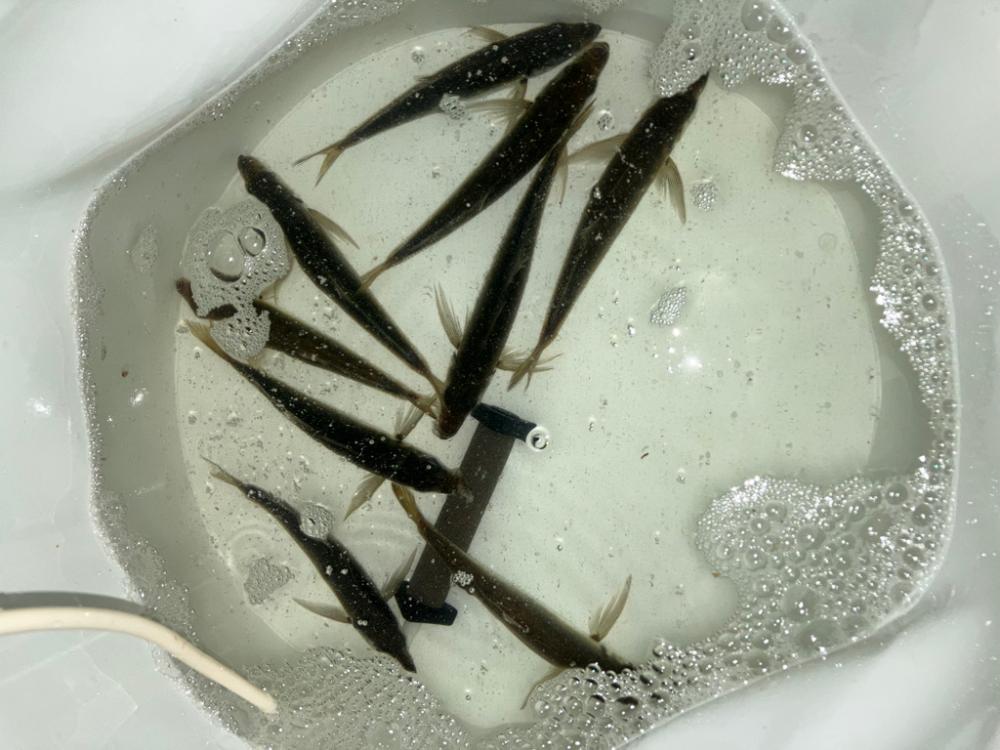 鯵釣り