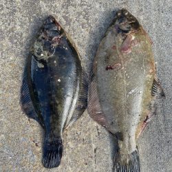 久々のカレイ釣り